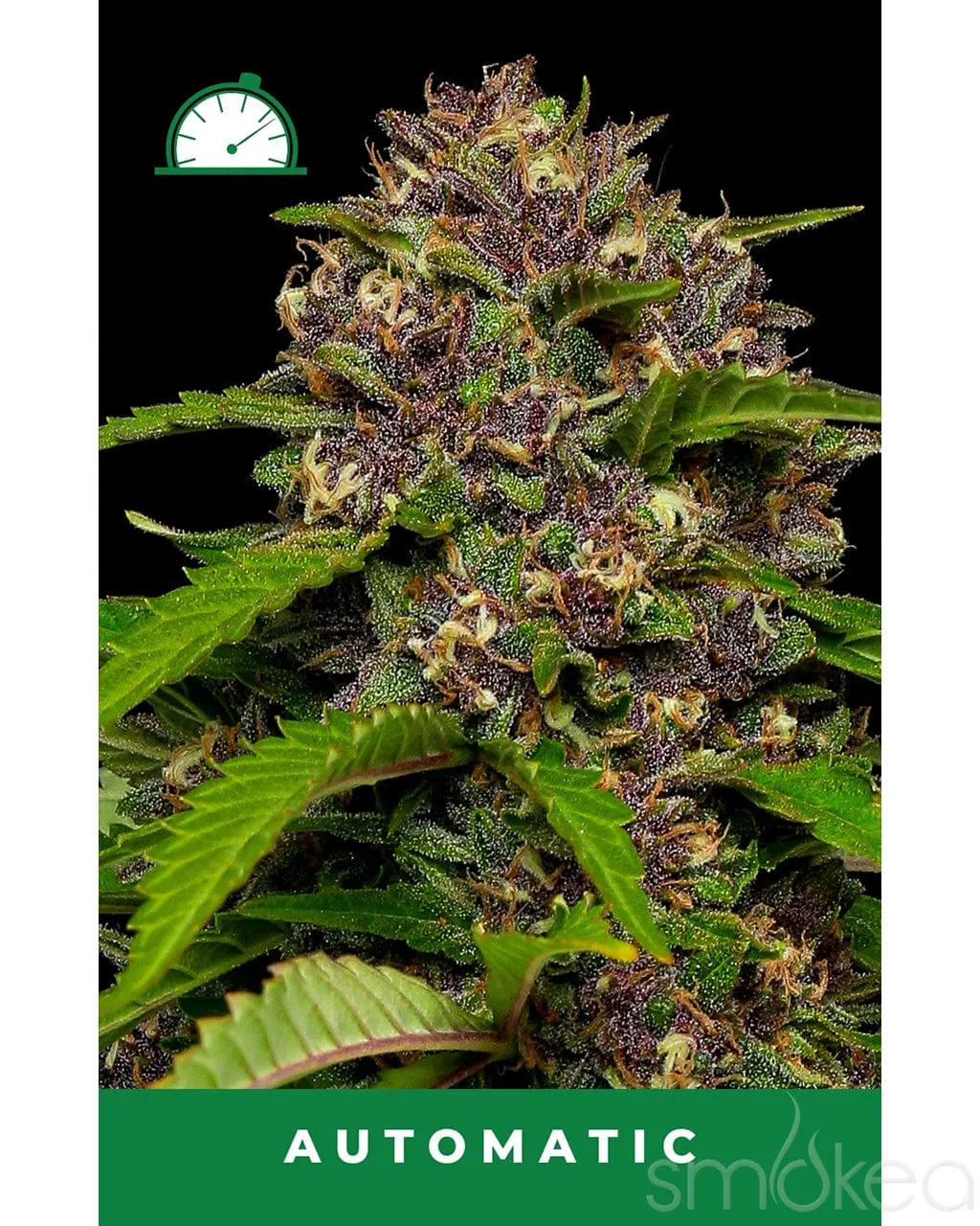 Humboldt Seed Co. Autoflower Cannabis Seeds - Squirt